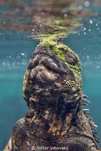 Marine iguana enjoys the first breath after returning fro... by Viktor Vrbovský 